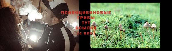 прущие грибы Новокубанск